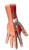 Exploring Hand Therapy